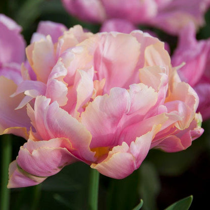 Pink Star Double Late Tulip