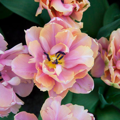 Pink Star Double Late Tulip