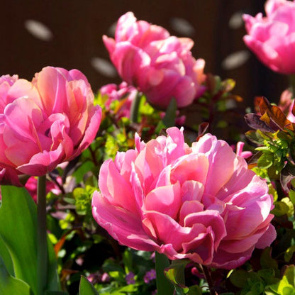 Pink Star Double Late Tulip