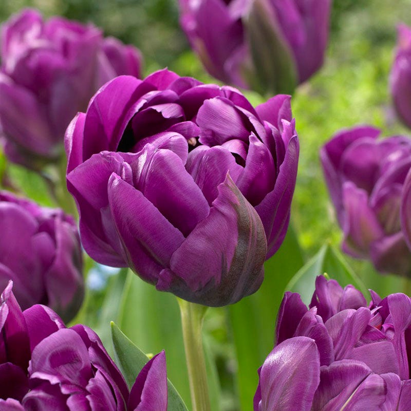 Purple Peony Double Late Tulip