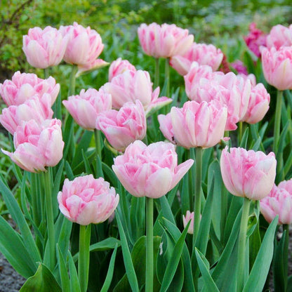 Foxtrot® Double Late Tulip