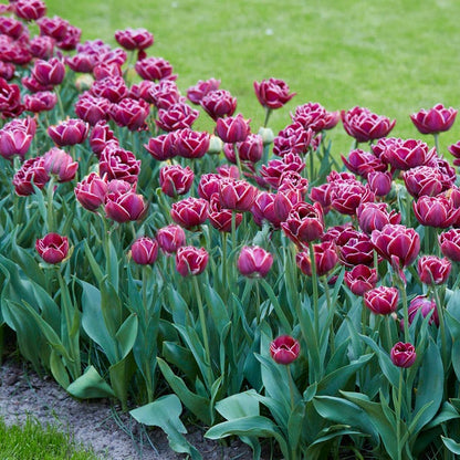 Dream Touch Double Late Tulip