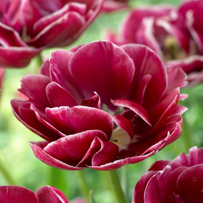 Dream Touch Double Late Tulip