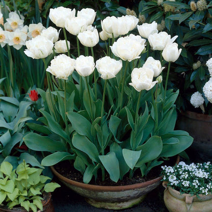 Mount Tacoma Double Late Tulip