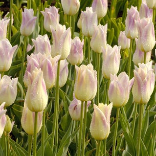 Elegant Lady Lily Flowered Tulip