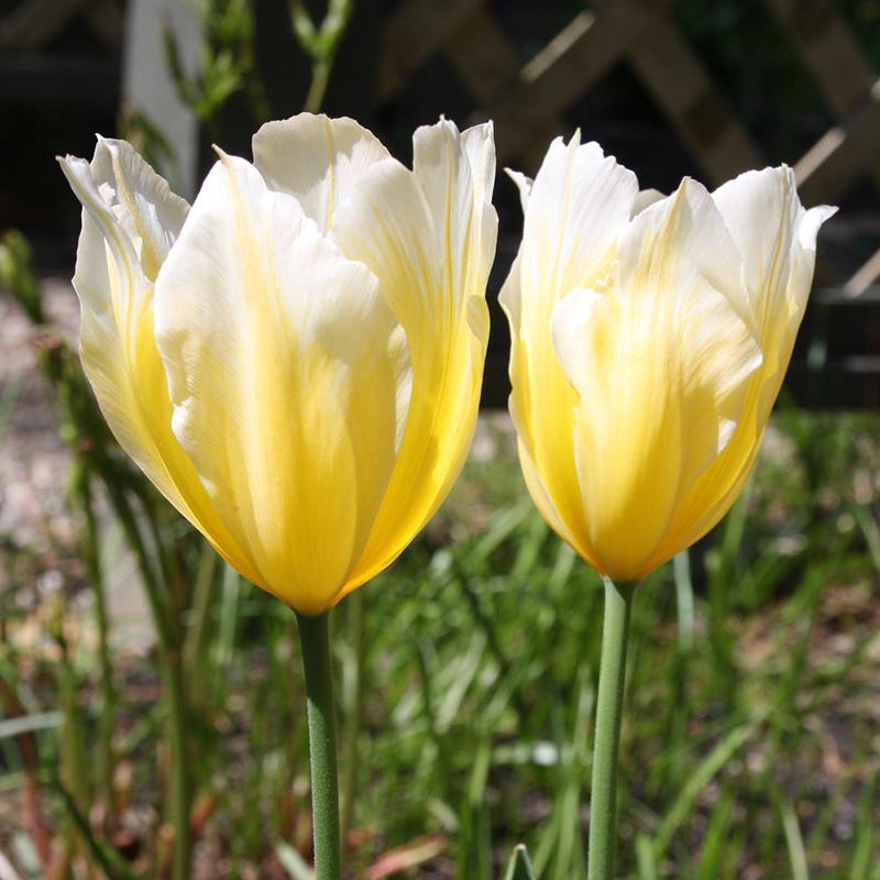 Sweetheart Emperor Tulip