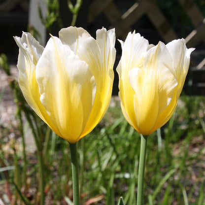Sweetheart Emperor Tulip