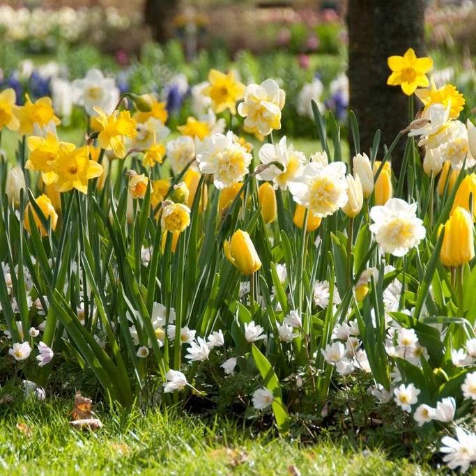 Yellow Emperor Tulip
