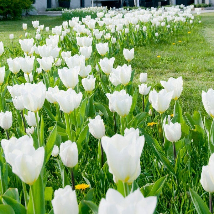 White Emperor Tulip - Thumbnail 2