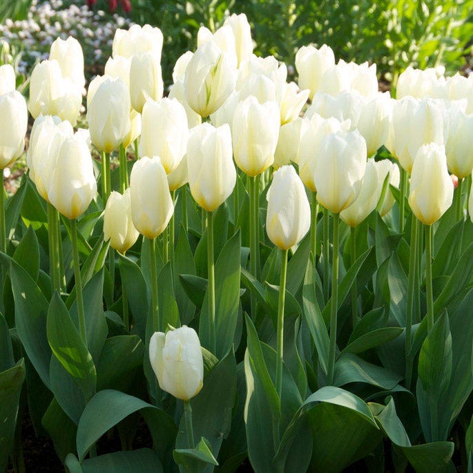 White Emperor Tulip
