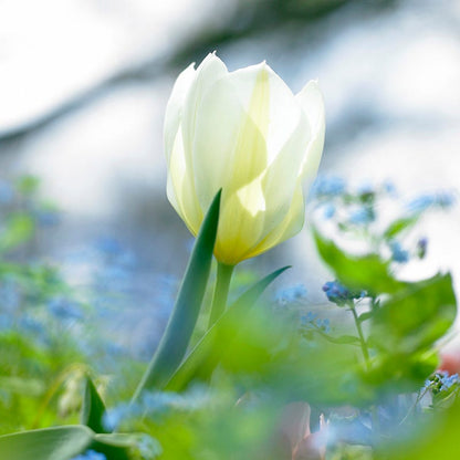 White Emperor Tulip