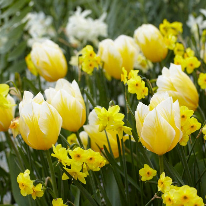 Sweetheart Emperor Tulip