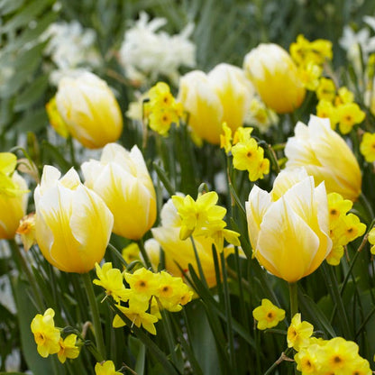 Sweetheart Emperor Tulip