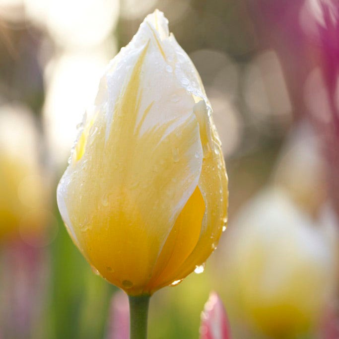 Sweetheart Emperor Tulip
