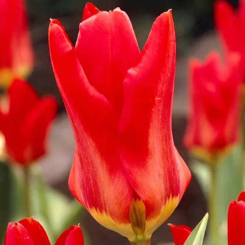 flowering tent Circus Tent Tulip Collection