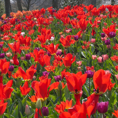 Red Emperor Tulip