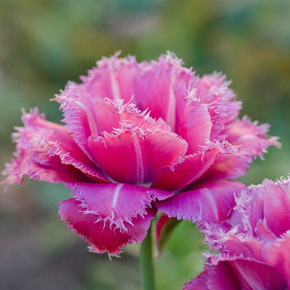 Mascotte Fringed Tulip