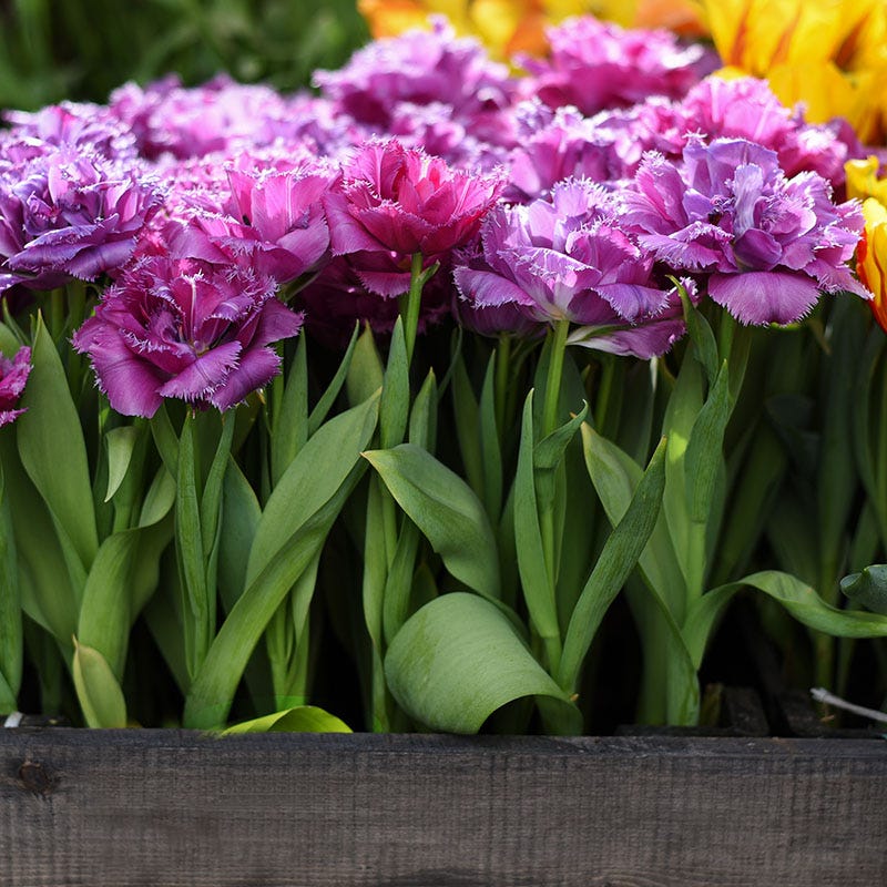 Mascotte Fringed Tulip - Thumbnail 2