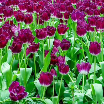 Purple Crystal® Fringed Tulip