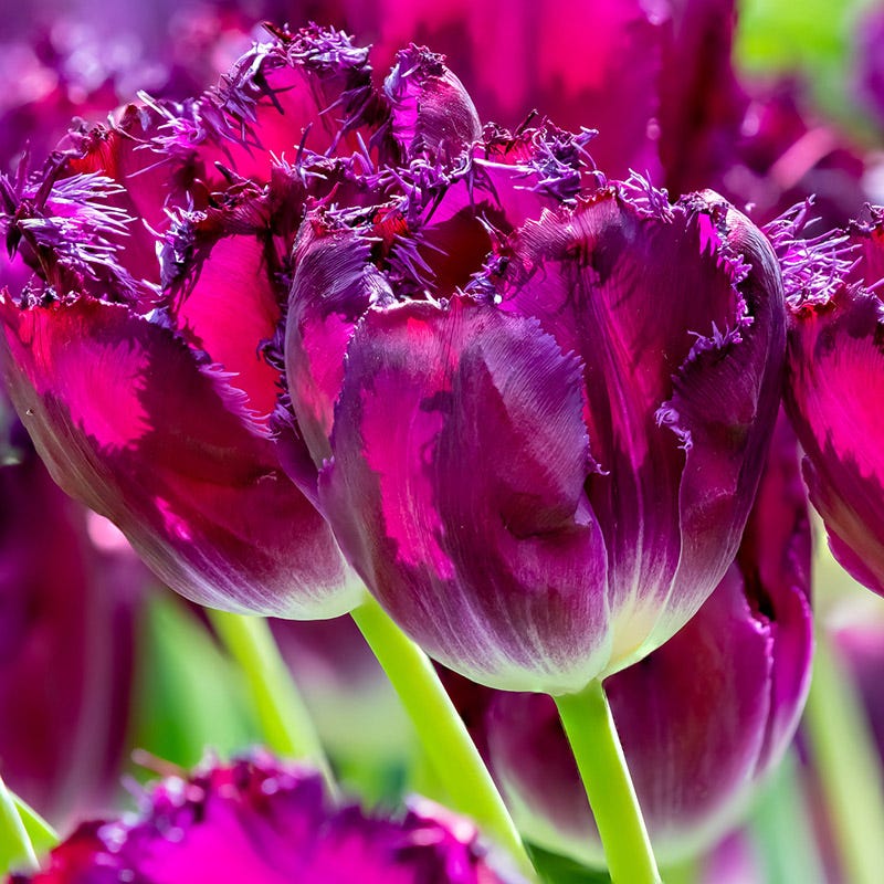 Purple Crystal Fringed Tulip