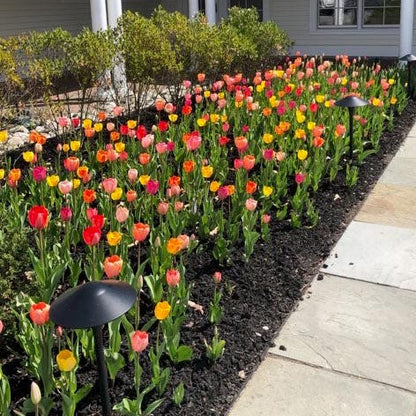 Grand Darwin Tulip Mix