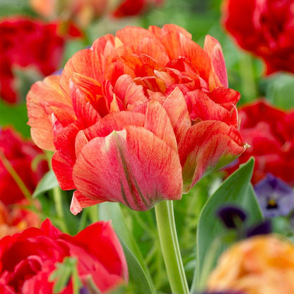 Gudoshnik Double Late Tulip