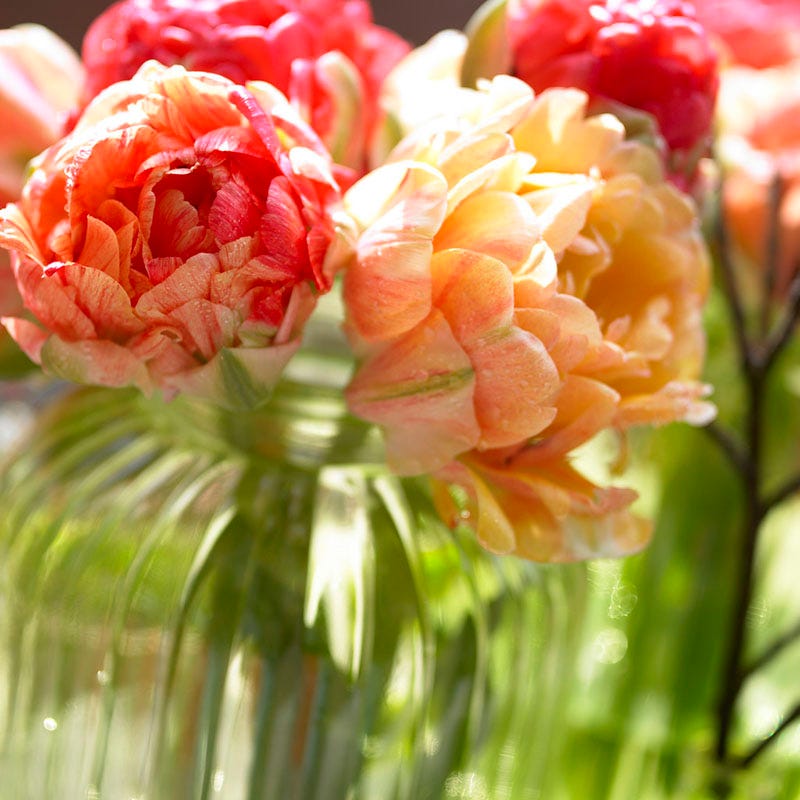 Gudoshnik Double Late Tulip