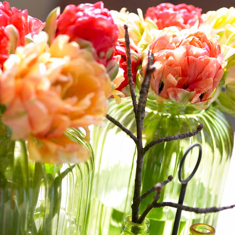 Gudoshnik Double Late Tulip