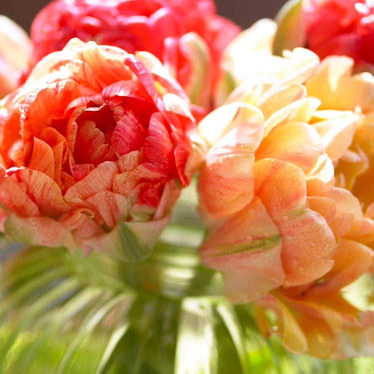 Plum Perfect Bulb Collection