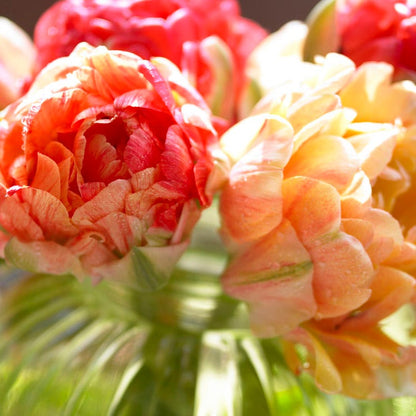 Plum Perfect Bulb Collection