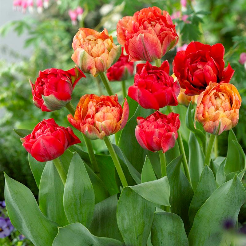 Gudoshnik Double Late Tulip
