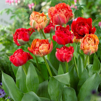 Gudoshnik Double Late Tulip