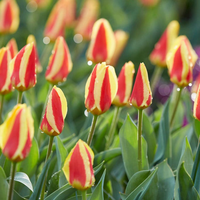 Stresa Rock Garden Tulip