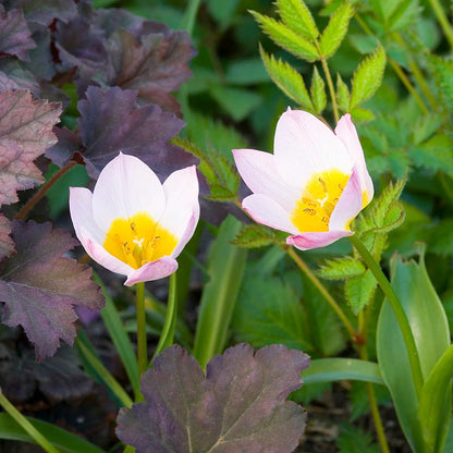 Lilac Wonder Wild Tulip