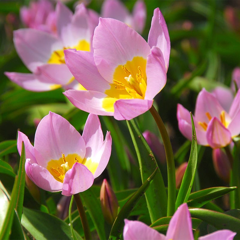 Naturalizing Wild Tulip Bulb Collection