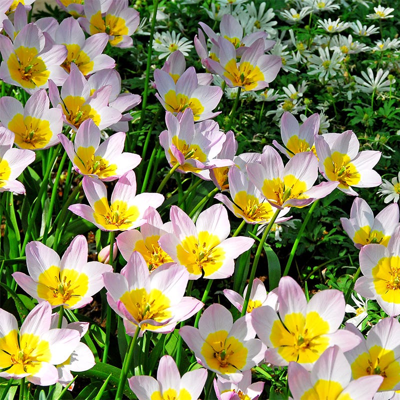 Lilac Wonder Wild Tulip