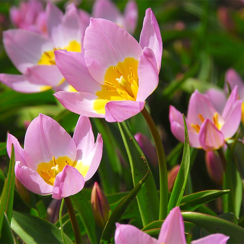 Lilac Wonder Wild Tulip | American Meadows