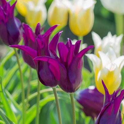 Burgundy Lily Flowered Tulip
