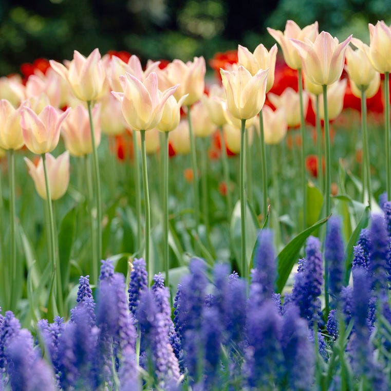 lily flower vs tulip Lily Flowered Tulip Bulbs Elegant Lady