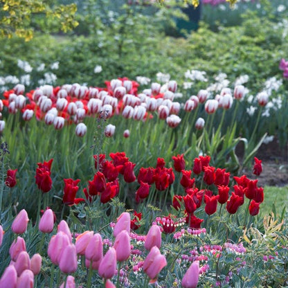 Pretty Woman Lily Flowered Tulip