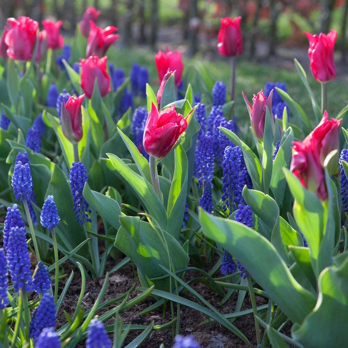 Pretty Woman Lily Flowered Tulip