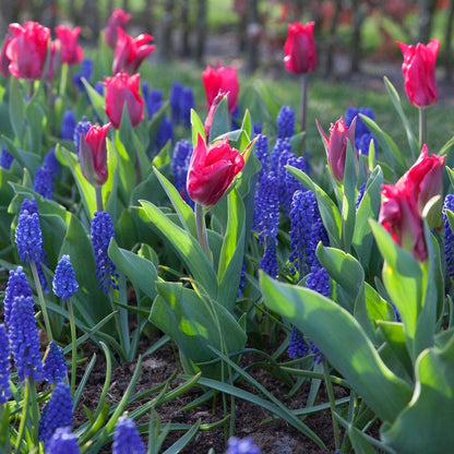 Pretty Woman Lily Flowered Tulip