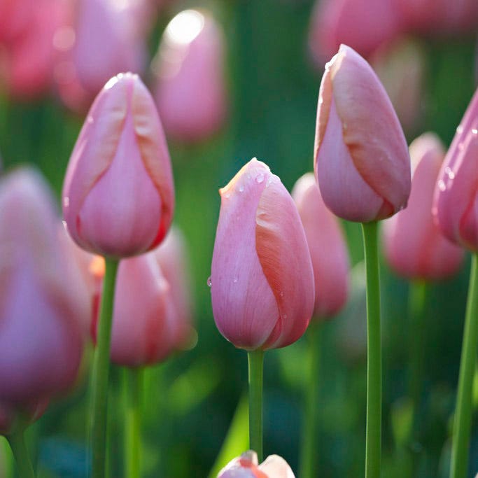 Menton Single Late Tulip