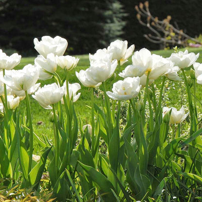 Mount Tacoma Double Late Tulip