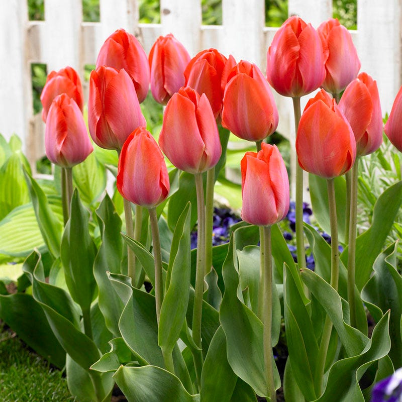 Orange Van Eijk Darwin Tulip