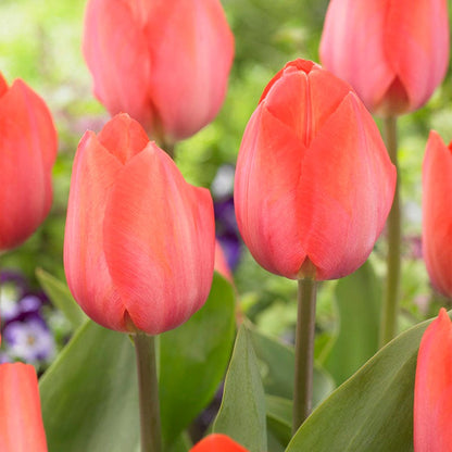 Orange Van Eijk Darwin Tulip