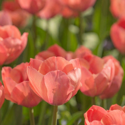 Orange Van Eijk Darwin Tulip