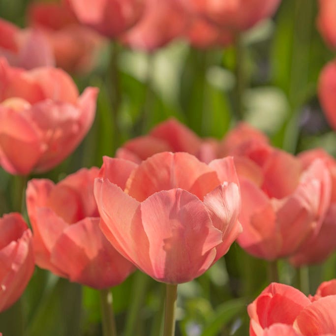 Plum Perfect Bulb Collection