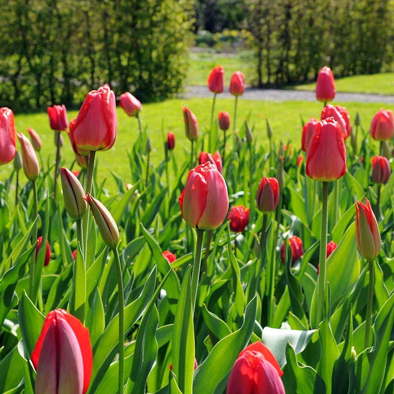 Premier Flower Bulb Collection