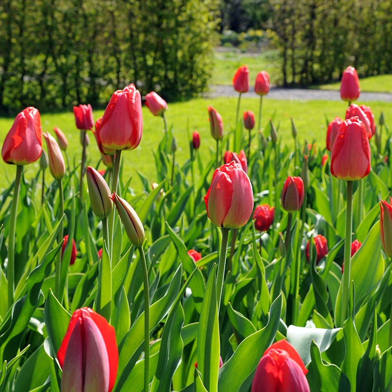 Warm Glow Tulip Bulb Collection